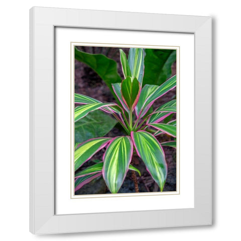 Ti Plant-Cordyline fruticosa White Modern Wood Framed Art Print with Double Matting by Engelbrecht, Lisa S.