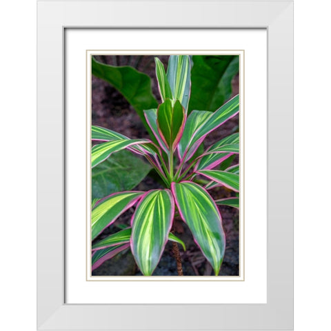 Ti Plant-Cordyline fruticosa White Modern Wood Framed Art Print with Double Matting by Engelbrecht, Lisa S.