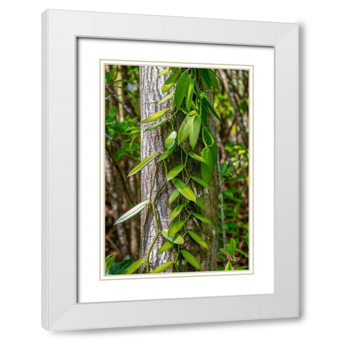 Vanilla Orchid vine White Modern Wood Framed Art Print with Double Matting by Engelbrecht, Lisa S.