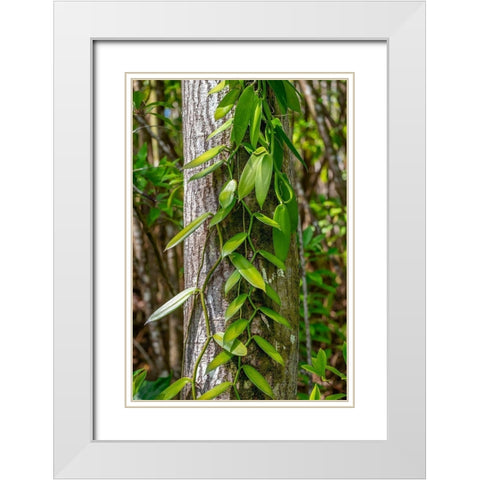 Vanilla Orchid vine White Modern Wood Framed Art Print with Double Matting by Engelbrecht, Lisa S.