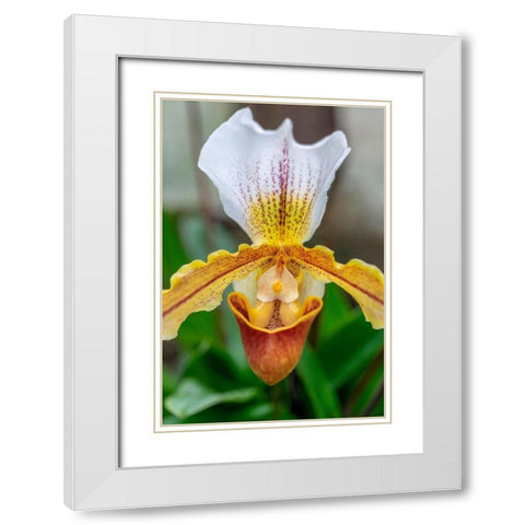 Venus Slipper Orchid White Modern Wood Framed Art Print with Double Matting by Engelbrecht, Lisa S.