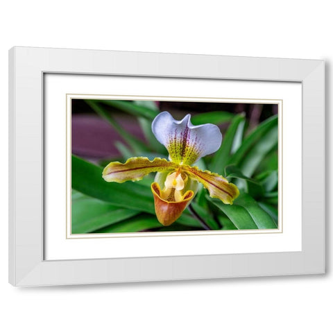 Venus Slipper Orchid White Modern Wood Framed Art Print with Double Matting by Engelbrecht, Lisa S.