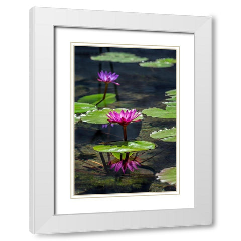 Waterlilies in pond White Modern Wood Framed Art Print with Double Matting by Engelbrecht, Lisa S.