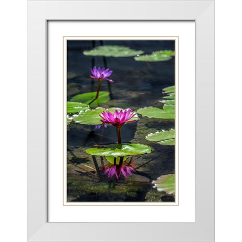 Waterlilies in pond White Modern Wood Framed Art Print with Double Matting by Engelbrecht, Lisa S.