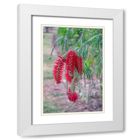 Weeping Bottlebrush tree flowers White Modern Wood Framed Art Print with Double Matting by Engelbrecht, Lisa S.