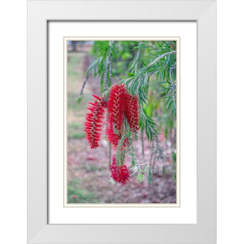 Weeping Bottlebrush tree flowers White Modern Wood Framed Art Print with Double Matting by Engelbrecht, Lisa S.