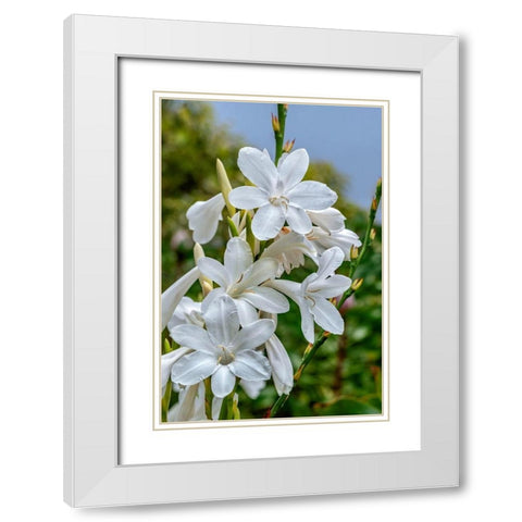 White Gladiolus White Modern Wood Framed Art Print with Double Matting by Engelbrecht, Lisa S.