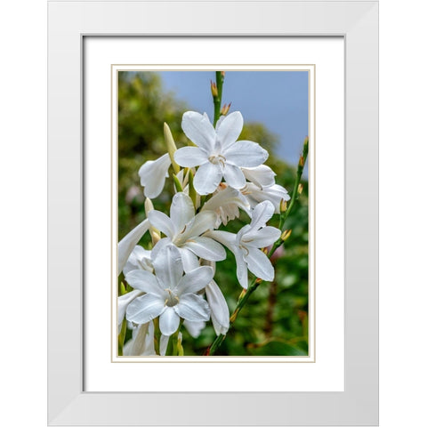 White Gladiolus White Modern Wood Framed Art Print with Double Matting by Engelbrecht, Lisa S.
