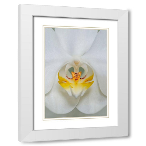 White Orchid White Modern Wood Framed Art Print with Double Matting by Engelbrecht, Lisa S.