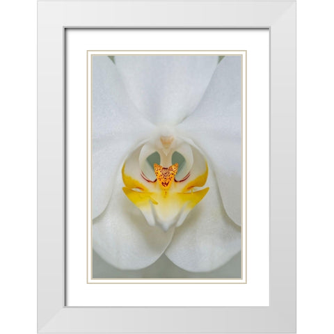 White Orchid White Modern Wood Framed Art Print with Double Matting by Engelbrecht, Lisa S.