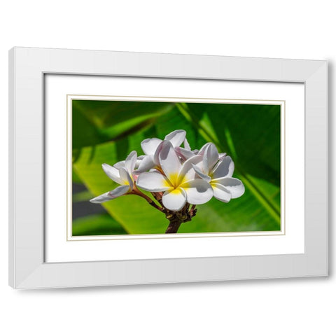 White Plumeria White Modern Wood Framed Art Print with Double Matting by Engelbrecht, Lisa S.