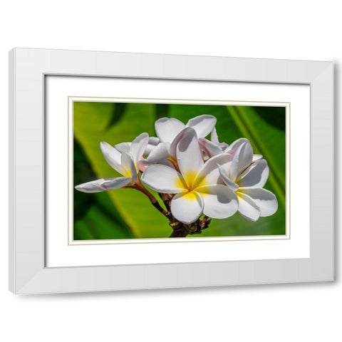 White Plumeria White Modern Wood Framed Art Print with Double Matting by Engelbrecht, Lisa S.