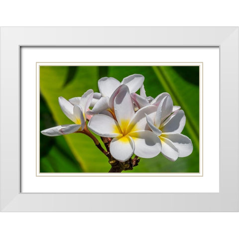 White Plumeria White Modern Wood Framed Art Print with Double Matting by Engelbrecht, Lisa S.