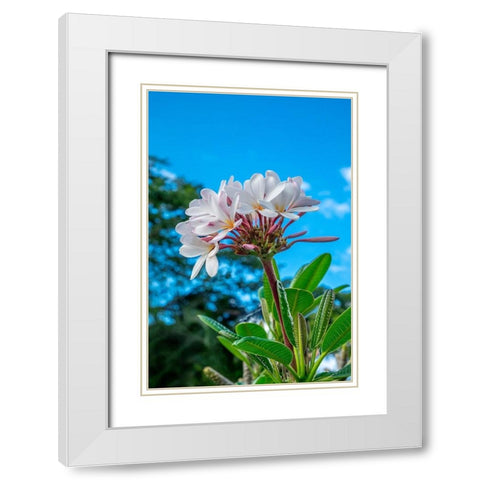 White Plumeria White Modern Wood Framed Art Print with Double Matting by Engelbrecht, Lisa S.