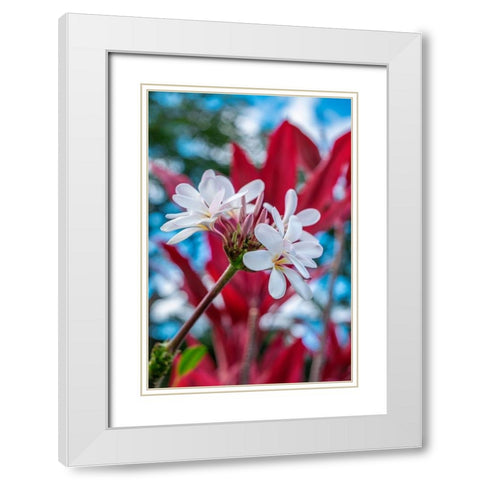 White Plumeria White Modern Wood Framed Art Print with Double Matting by Engelbrecht, Lisa S.