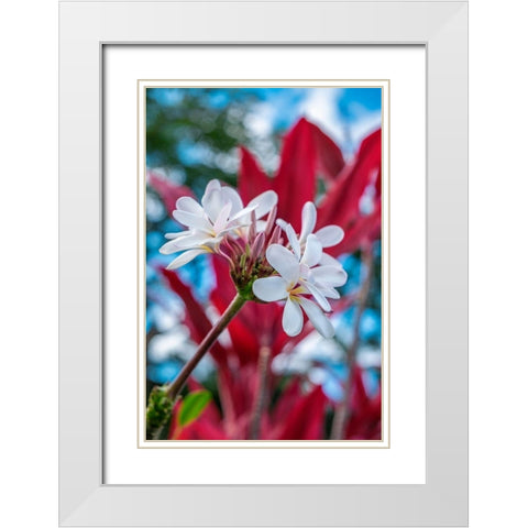 White Plumeria White Modern Wood Framed Art Print with Double Matting by Engelbrecht, Lisa S.