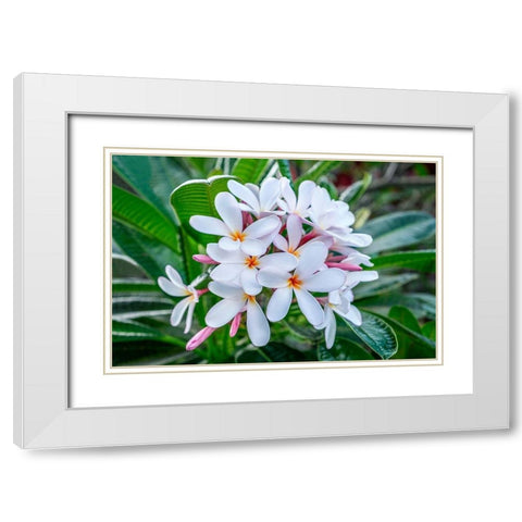 White Plumeria White Modern Wood Framed Art Print with Double Matting by Engelbrecht, Lisa S.