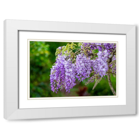 Wisteria White Modern Wood Framed Art Print with Double Matting by Engelbrecht, Lisa S.