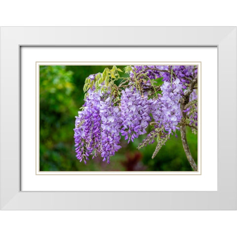 Wisteria White Modern Wood Framed Art Print with Double Matting by Engelbrecht, Lisa S.