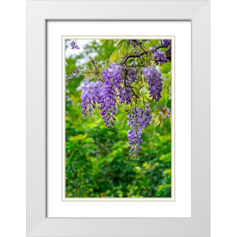 Wisteria White Modern Wood Framed Art Print with Double Matting by Engelbrecht, Lisa S.