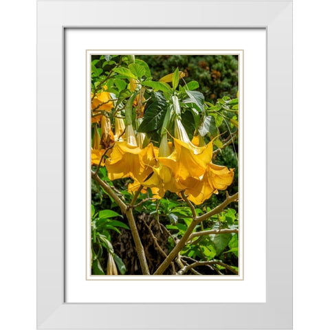 Yellow Angels Trumpet White Modern Wood Framed Art Print with Double Matting by Engelbrecht, Lisa S.