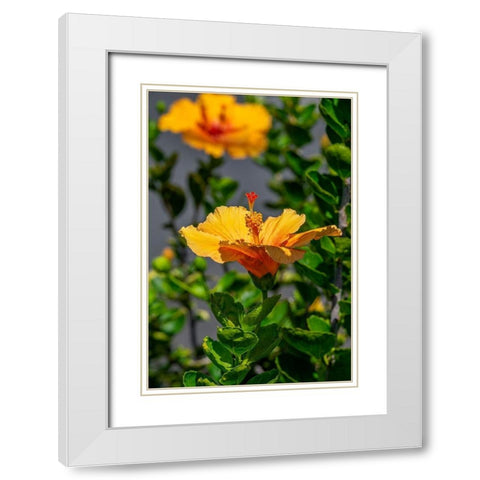 Yellow Hibiscus White Modern Wood Framed Art Print with Double Matting by Engelbrecht, Lisa S.