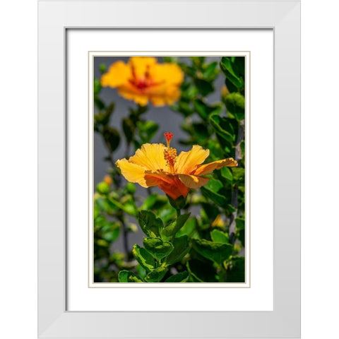 Yellow Hibiscus White Modern Wood Framed Art Print with Double Matting by Engelbrecht, Lisa S.