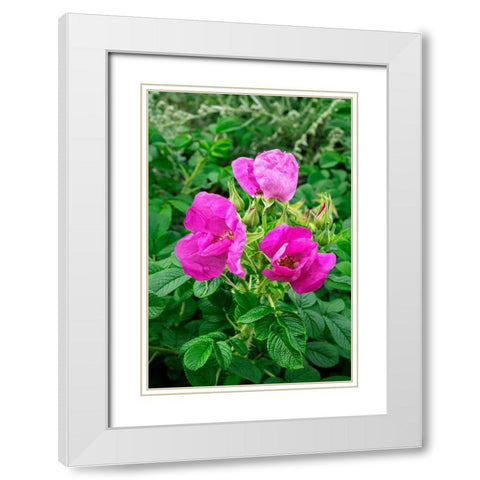 Beach rose White Modern Wood Framed Art Print with Double Matting by Engelbrecht, Lisa S.