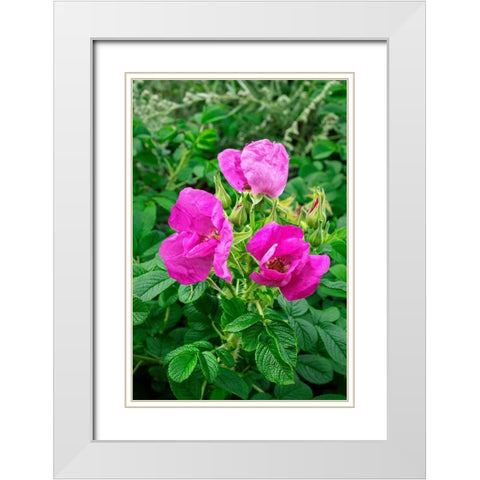 Beach rose White Modern Wood Framed Art Print with Double Matting by Engelbrecht, Lisa S.