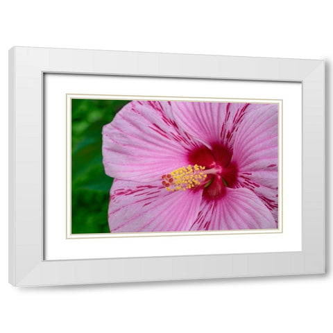 Swamp Rose Mallow White Modern Wood Framed Art Print with Double Matting by Engelbrecht, Lisa S.