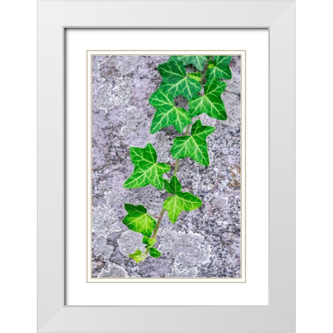 Ivy growing on granite White Modern Wood Framed Art Print with Double Matting by Engelbrecht, Lisa S.
