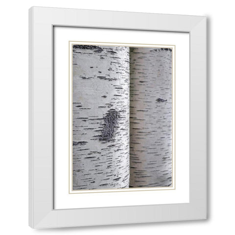 Closeup of birch bark White Modern Wood Framed Art Print with Double Matting by Engelbrecht, Lisa S.