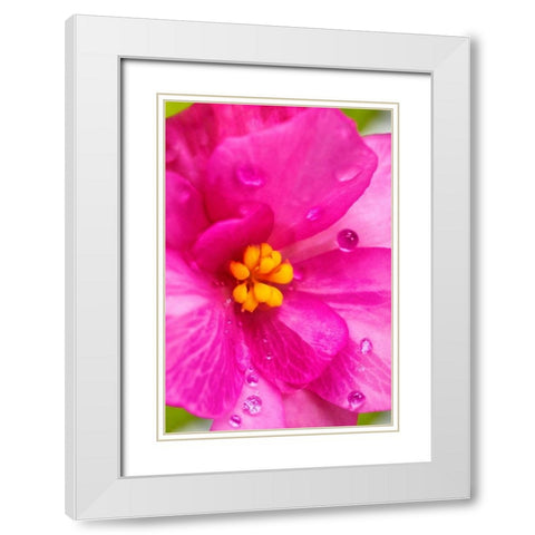 Pink Begonia White Modern Wood Framed Art Print with Double Matting by Engelbrecht, Lisa S.
