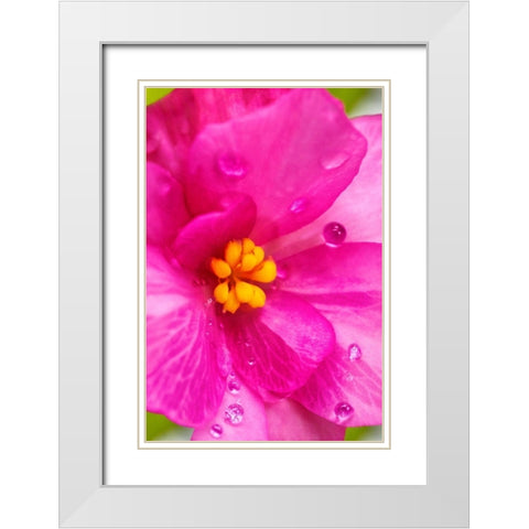 Pink Begonia White Modern Wood Framed Art Print with Double Matting by Engelbrecht, Lisa S.