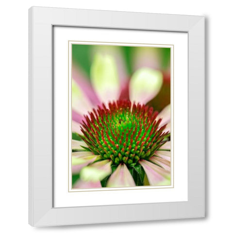 Coneflower White Modern Wood Framed Art Print with Double Matting by Engelbrecht, Lisa S.