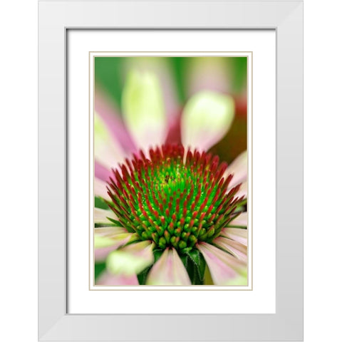Coneflower White Modern Wood Framed Art Print with Double Matting by Engelbrecht, Lisa S.