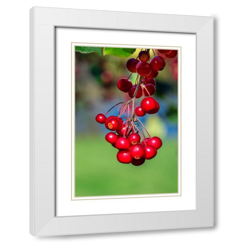 Cockspur Hawthorn-fruit White Modern Wood Framed Art Print with Double Matting by Engelbrecht, Lisa S.