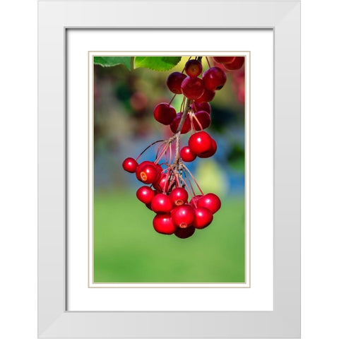 Cockspur Hawthorn-fruit White Modern Wood Framed Art Print with Double Matting by Engelbrecht, Lisa S.