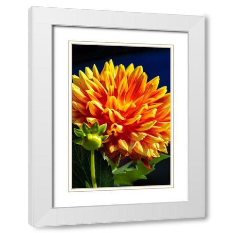 Dahlia White Modern Wood Framed Art Print with Double Matting by Engelbrecht, Lisa S.