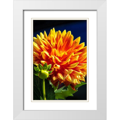 Dahlia White Modern Wood Framed Art Print with Double Matting by Engelbrecht, Lisa S.