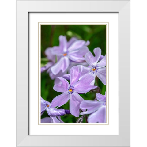 Creeping Phlox White Modern Wood Framed Art Print with Double Matting by Engelbrecht, Lisa S.