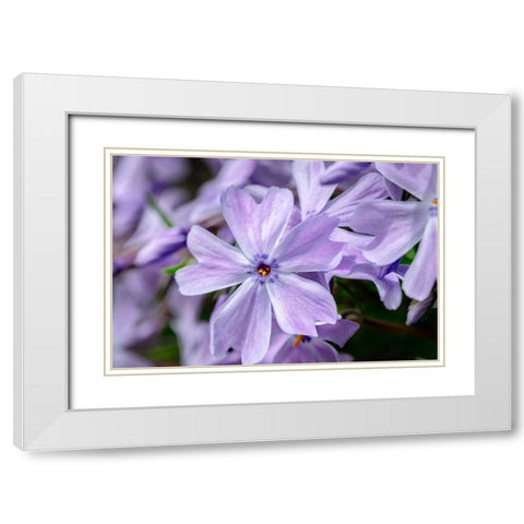 Creeping Phlox White Modern Wood Framed Art Print with Double Matting by Engelbrecht, Lisa S.