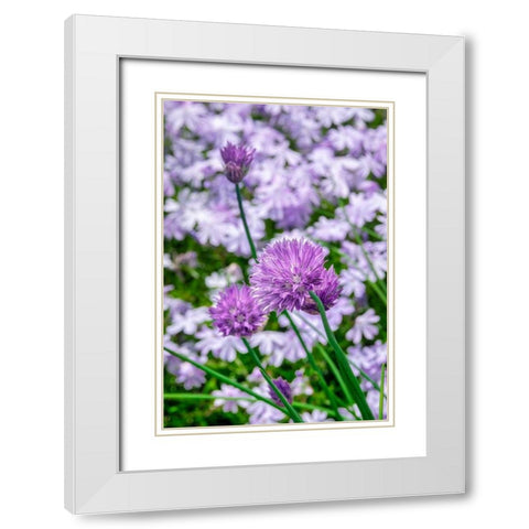 Creeping Phlox and chives White Modern Wood Framed Art Print with Double Matting by Engelbrecht, Lisa S.