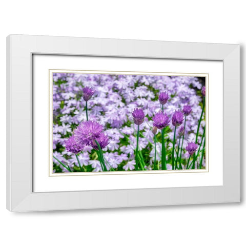 Creeping Phlox and chives White Modern Wood Framed Art Print with Double Matting by Engelbrecht, Lisa S.