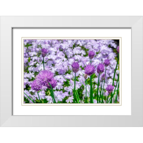 Creeping Phlox and chives White Modern Wood Framed Art Print with Double Matting by Engelbrecht, Lisa S.