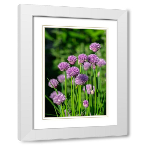 Chives White Modern Wood Framed Art Print with Double Matting by Engelbrecht, Lisa S.
