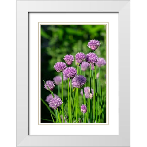 Chives White Modern Wood Framed Art Print with Double Matting by Engelbrecht, Lisa S.