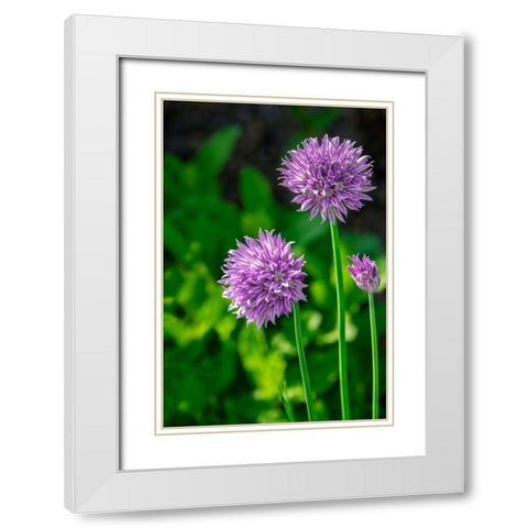 Chives White Modern Wood Framed Art Print with Double Matting by Engelbrecht, Lisa S.