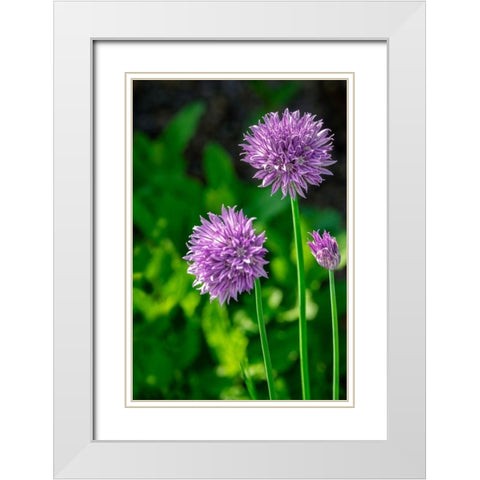 Chives White Modern Wood Framed Art Print with Double Matting by Engelbrecht, Lisa S.