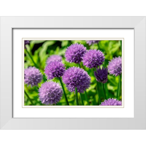 Chives White Modern Wood Framed Art Print with Double Matting by Engelbrecht, Lisa S.